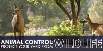 Animal Control: Protect Your Yard from Wildlife | The Grounds Guys
