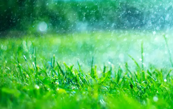 Blurry raindrops falling on green lawn.