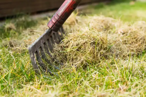 Rake gathering grass clippings on lawn.