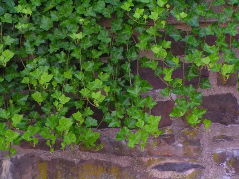 Ivy growing on stone retaining wall.