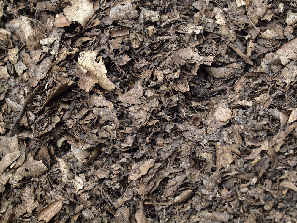 Shredded leaves for mulch.