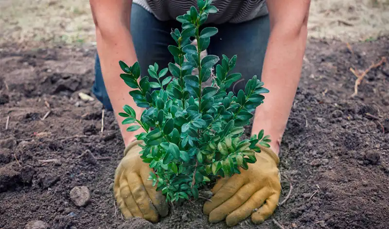 Pair of gloved hands planting a small shrub.
