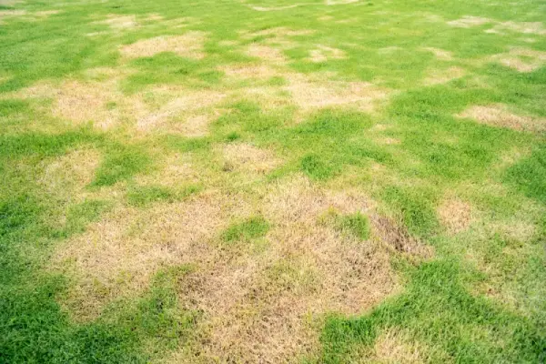 Grass with signs of lawn pests