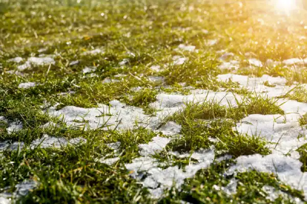 Snow melting on grass.