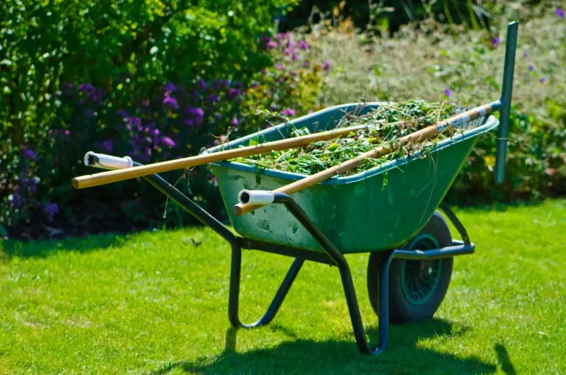 Lawn care tools and branches in a wheelbarrow on grass.