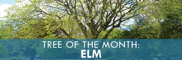 Tree with text: "Tree of the month: Elm"