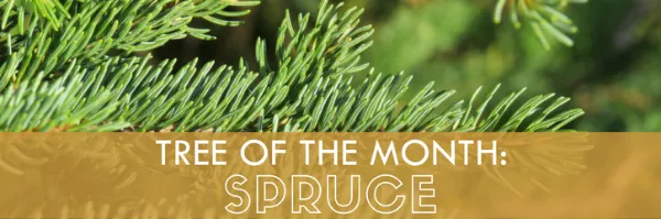 Tree with text: "Tree of the month: spruce"