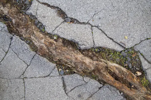 Cracked asphalt from exposed tree root