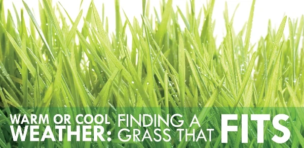 Long grass with text: "Warm or cool weather: finding a grass that fits"