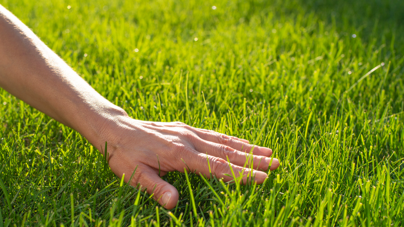 Human palm touching lawn grass | The Grounds Guys of Gettysburg