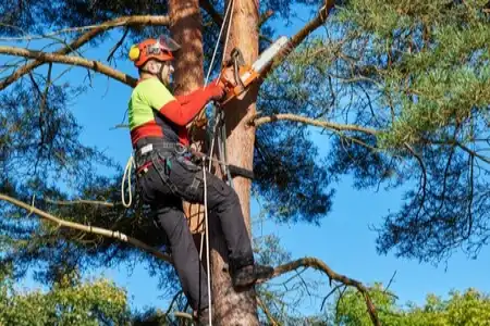 Worker in hard hat suspended in tree and using a chainsaw to prune large branches.