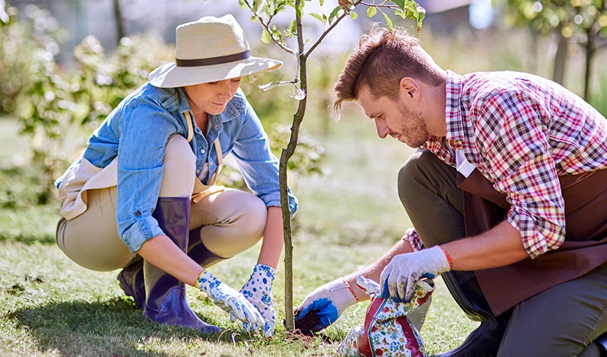 Man and woman planting a tree.