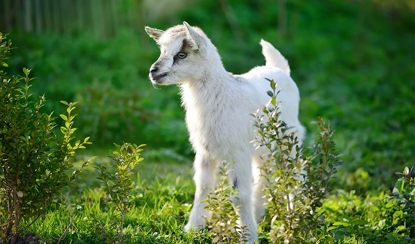 Baby goat standing in grass