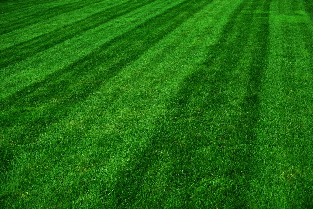 Lawn with vertical mowing pattern