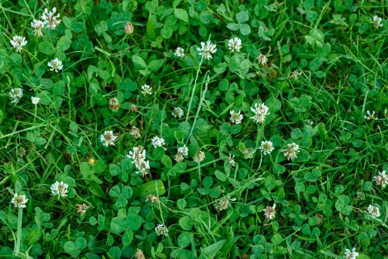 Image of a microclover lawn.