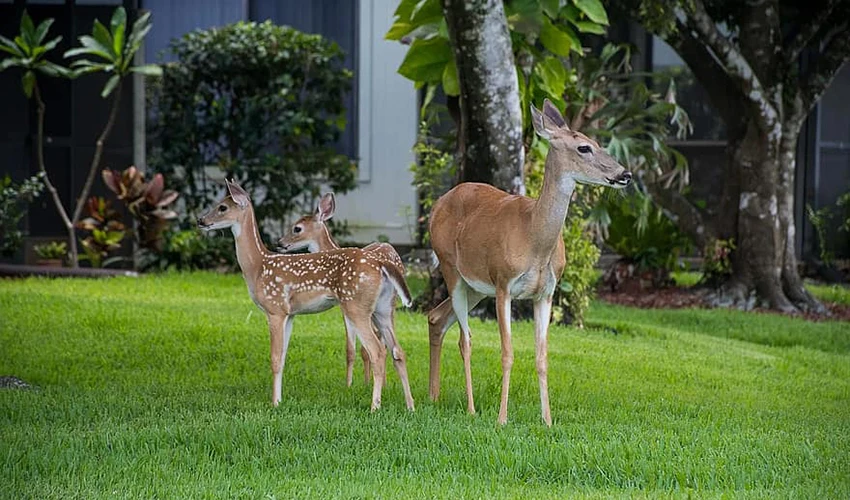 two deer on lawn in front of tree
