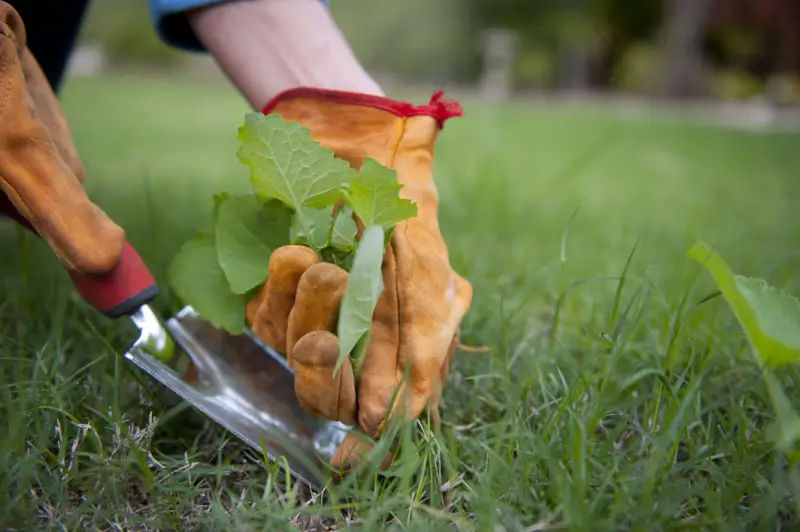 Person using gardening tool to pull weeds from lawn.