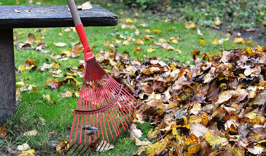 red rake with leaves in a yard