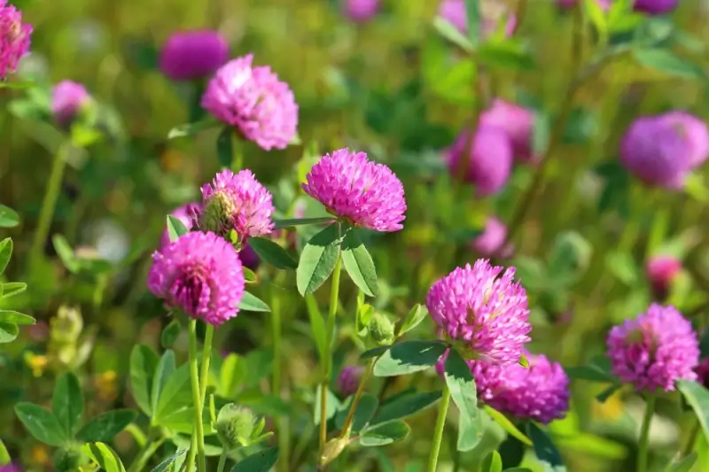 Red clover flowers in a field.