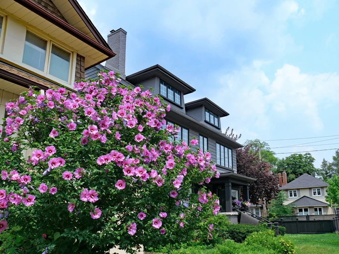 rose of sharon bush in front of two homes