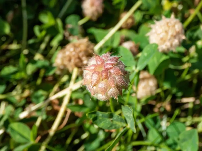 Close up of strawberry clover flowers.
