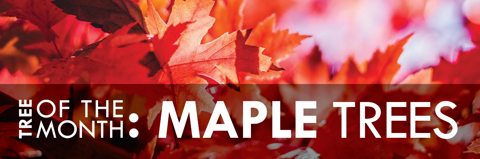 Maple tree leaves with text that reads, "Tree of the Month: Maple"