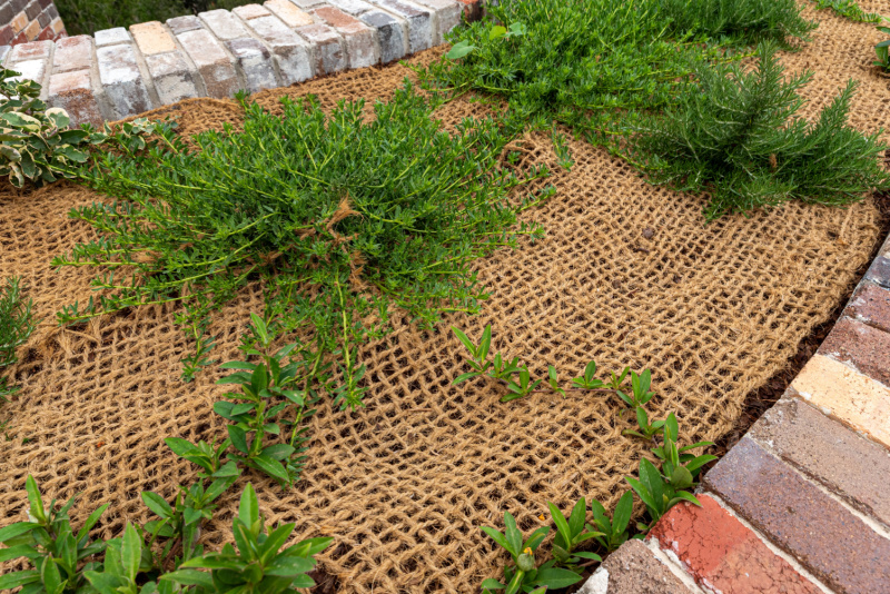 Burlap weed barrier in a garden bed