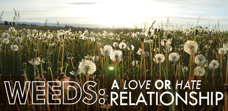 Dandelions with text that reads, Weeds: A love or hate relationship.