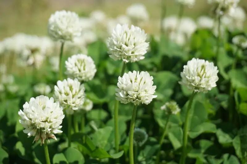 A group of white clover flowers.