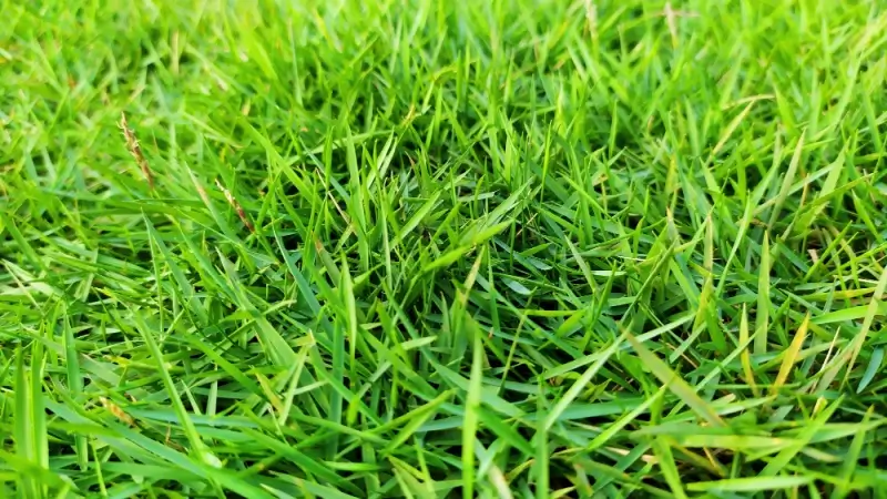 Zoysia Japonica grass.