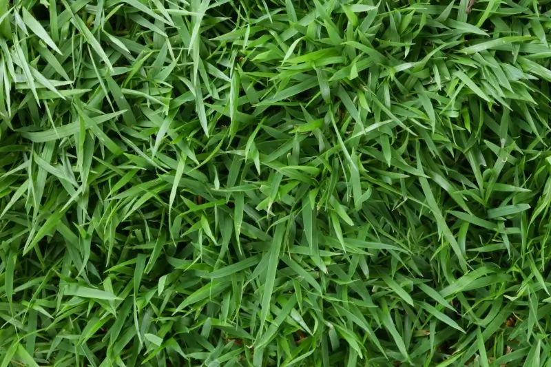 Zoysia Matrella grass.