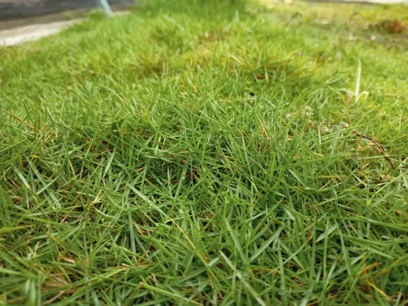Zoysia Pacifica grass