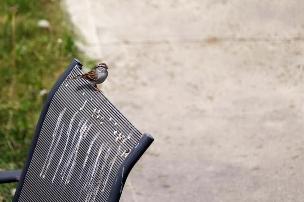 Bird on lawn furniture covered in bird droppings.