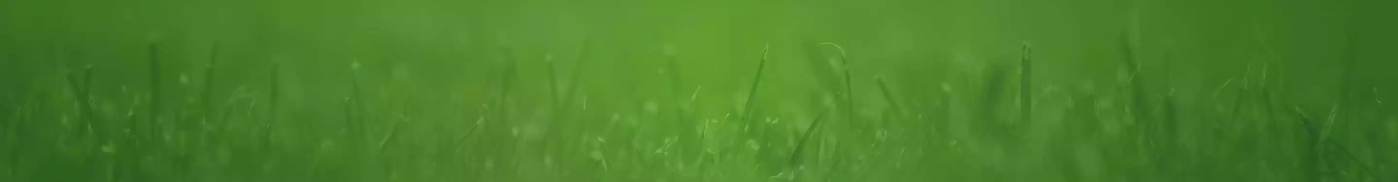 Close-up of grass against green background.
