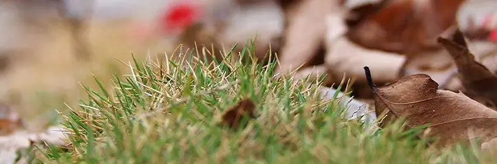 Grass and brown leaves.