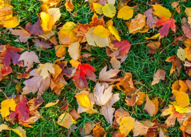 Fallen leaves on grass.