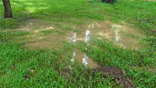 Water pooling in a lawn due to irrigation coverage or system performance issues.