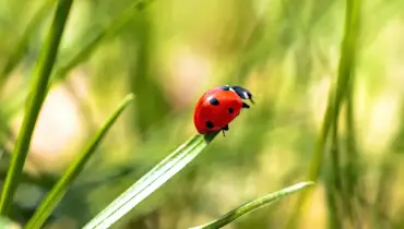 Ladybug on the edge of a long, green leaf in front of a lush, grassy background.