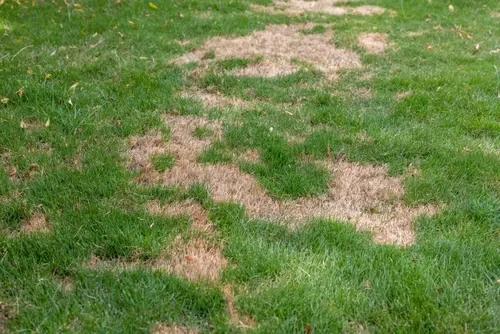 An example of a lawn affected by brown patch lawn disease.