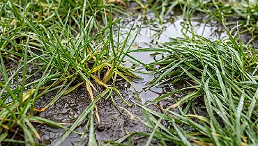 A residential lawn with a visibly waterlogged section, including dark, saturated grass surrounded by drier turf, with a small area of standing water catching afternoon light.