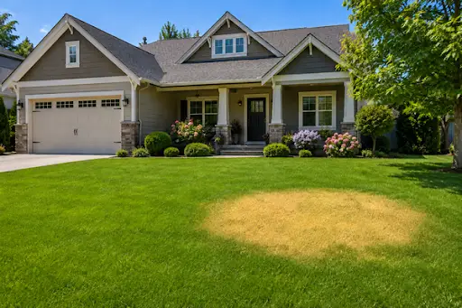 A residential lawn showing a sharp contrast between a lush green section and a dry, yellow patch.
