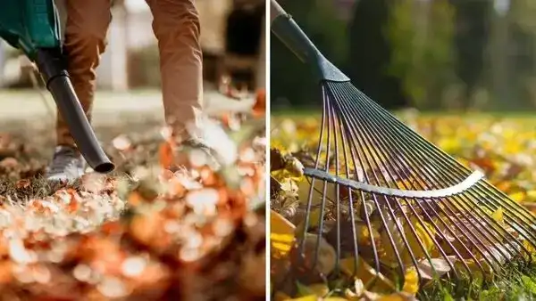 On left, leaf blower being used; on right, leaves being raked.