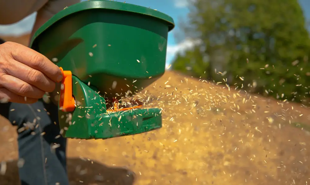 Seeding lawn with hand powered spreader.