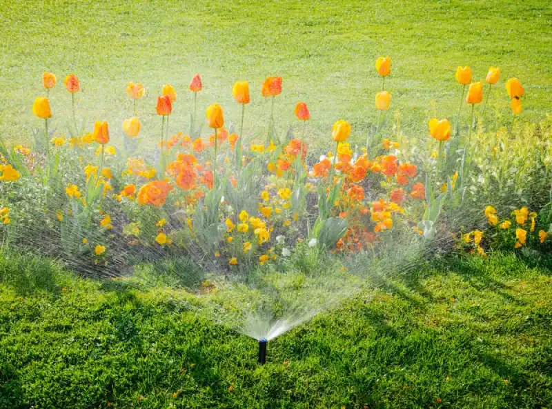 Sprinkler spraying water onto lawn and a bed of tulips.