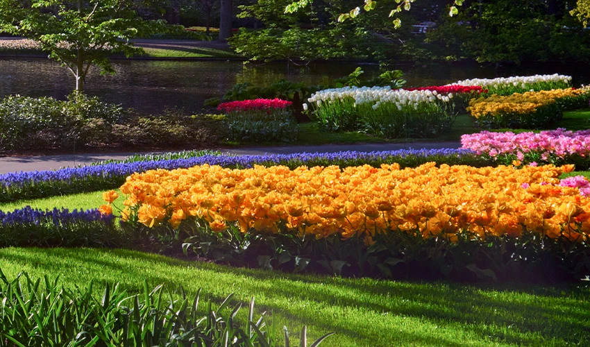 Colorful flowers in flower bed.