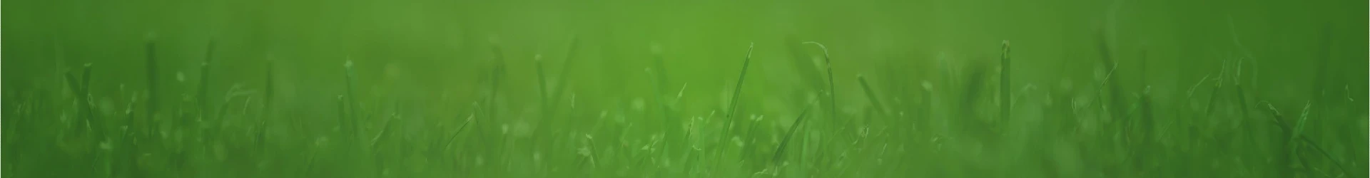 grass background header