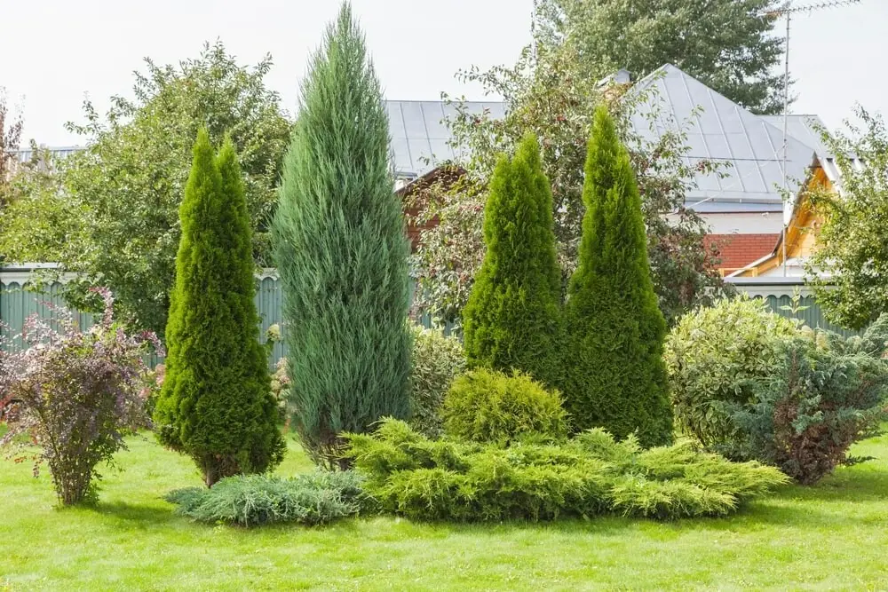 Residential landscape with a variety of trees