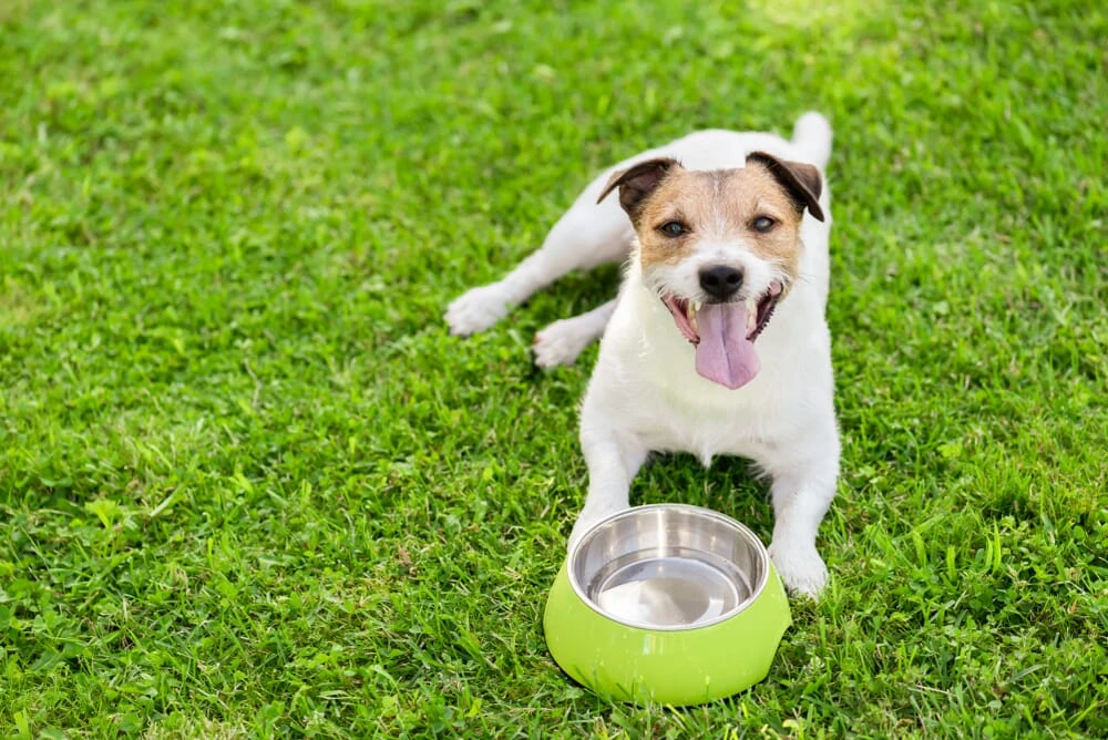 Dog lying on grass next to water bowl.