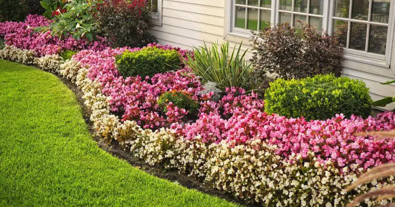 Finely edged flower bed with pink and white flowers and shrubs next to home.