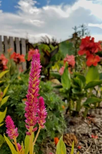evansville in garden with pink flowers